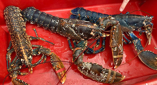 Aberdeenshire Council